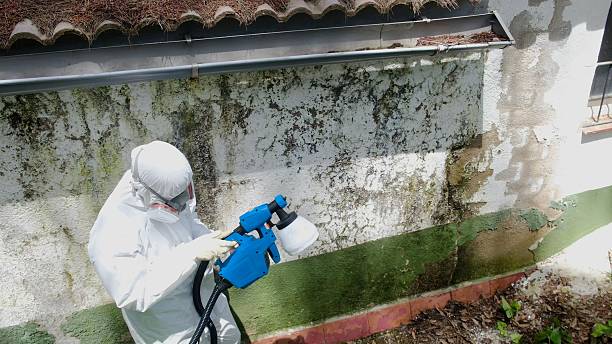 Trusted Mold Remediation service in Dayton, NJ - Cheap Mold Removal